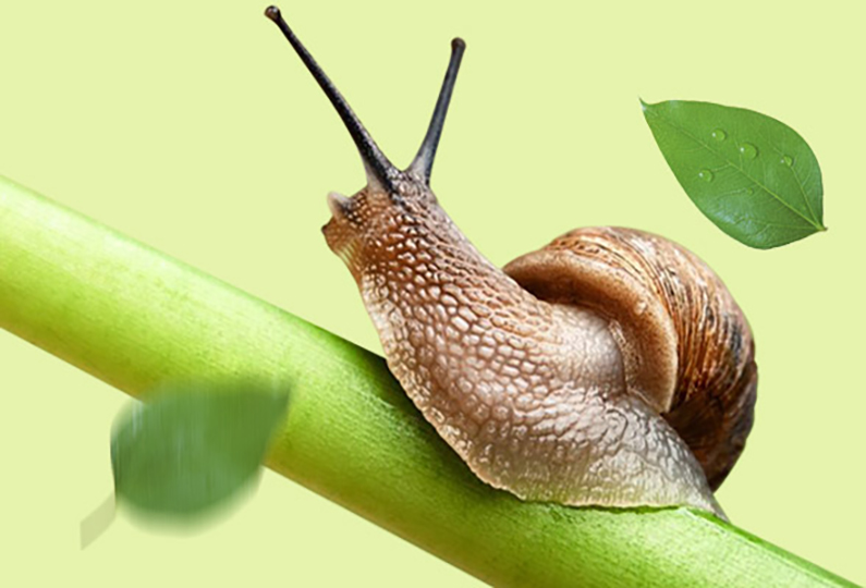 Улитка и красота, как?