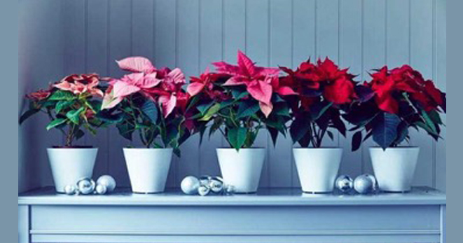 Бөлме гүлдерінің пайдасы