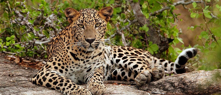 Отправляясь на Тигровое сафари в Индию-это больше, чем просто шанс увидеть величественных животных - Это шанс помочь спасти их