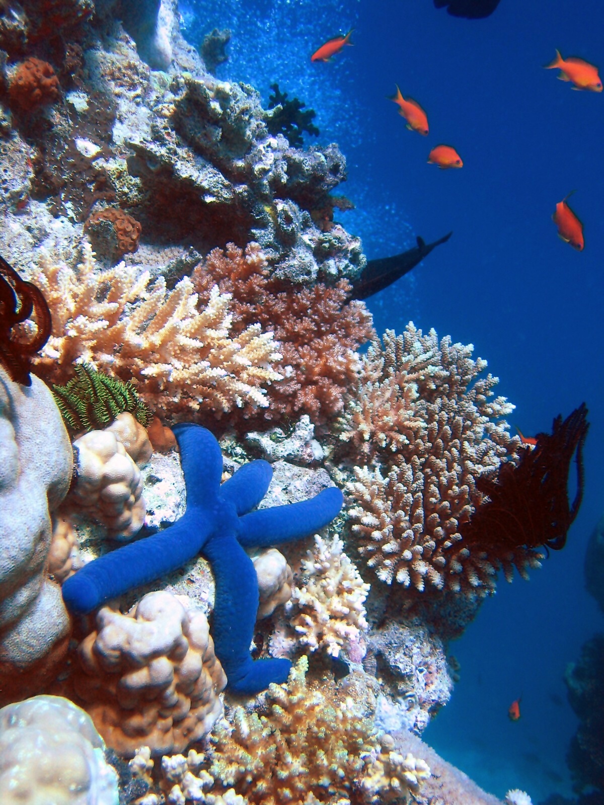 Самые популярные коралловые рифы Гавайев в большой беде
