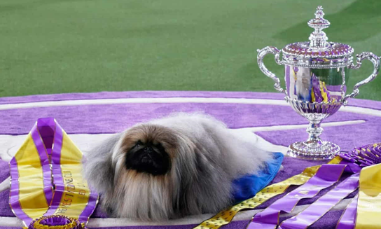 Активная собака : Пекинес по кличке Васаби стал лучшим на выставке в Вестминстере