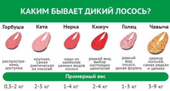 Многоликий дикий лосось: горбуша, кета, нерка, кижуч, голец, чавыча. В чем разница? Как выбрать лосося?