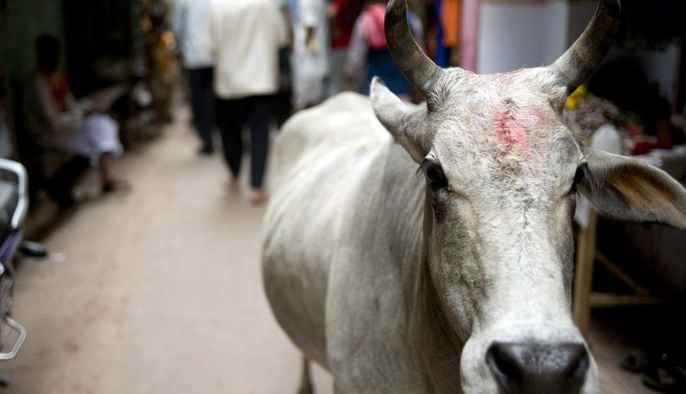 Уттар-Прадеш: почему смертельные коровьи нападения являются проблемой на выборах в индийском  штате